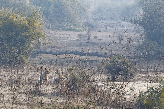 Keoladeo national park-015